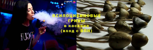 сатива Беломорск