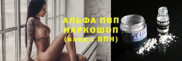 сатива Беломорск